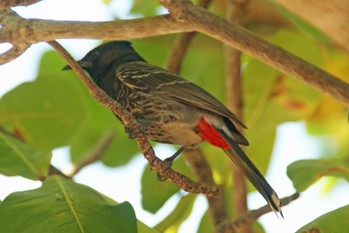 Red-vented Bulbul - Peter & Shelly Watts