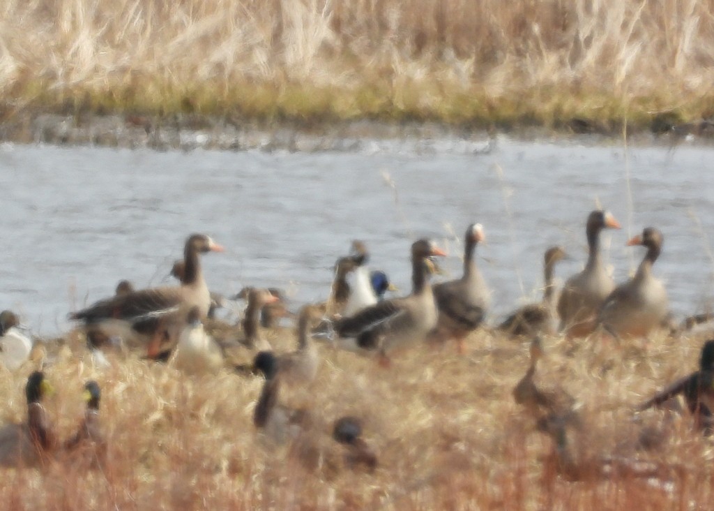 Greater White-fronted Goose - ML147827081