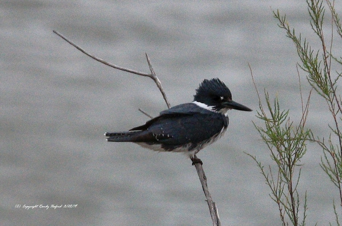 Belted Kingfisher - ML147828491
