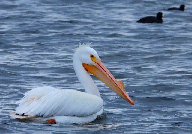 American White Pelican - eBird