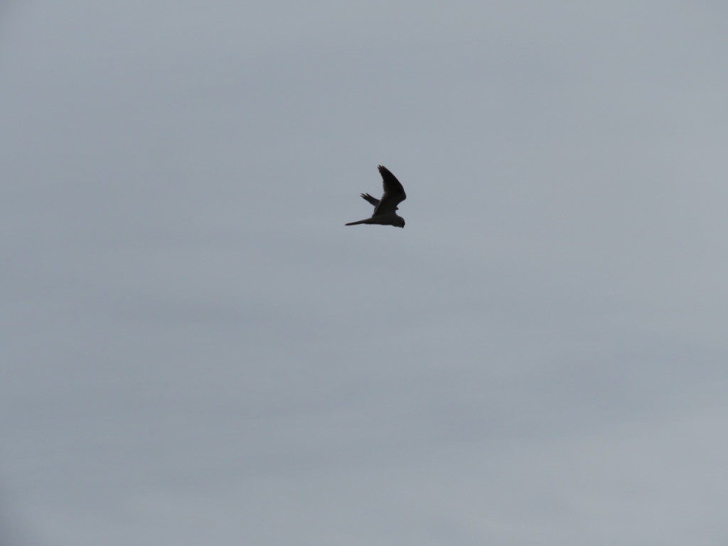 White-tailed Kite - Roberta Manian 🐥