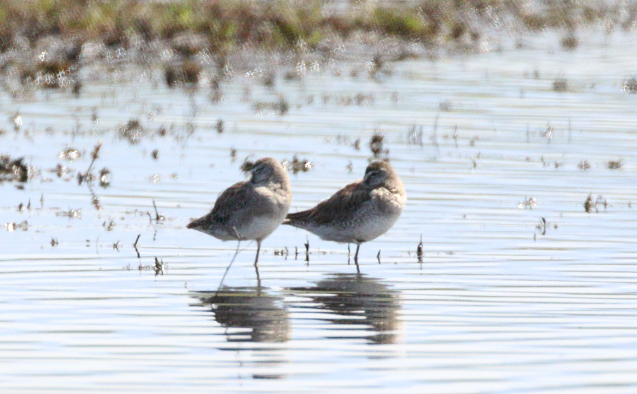 Long-billed Dowitcher - ML147829341