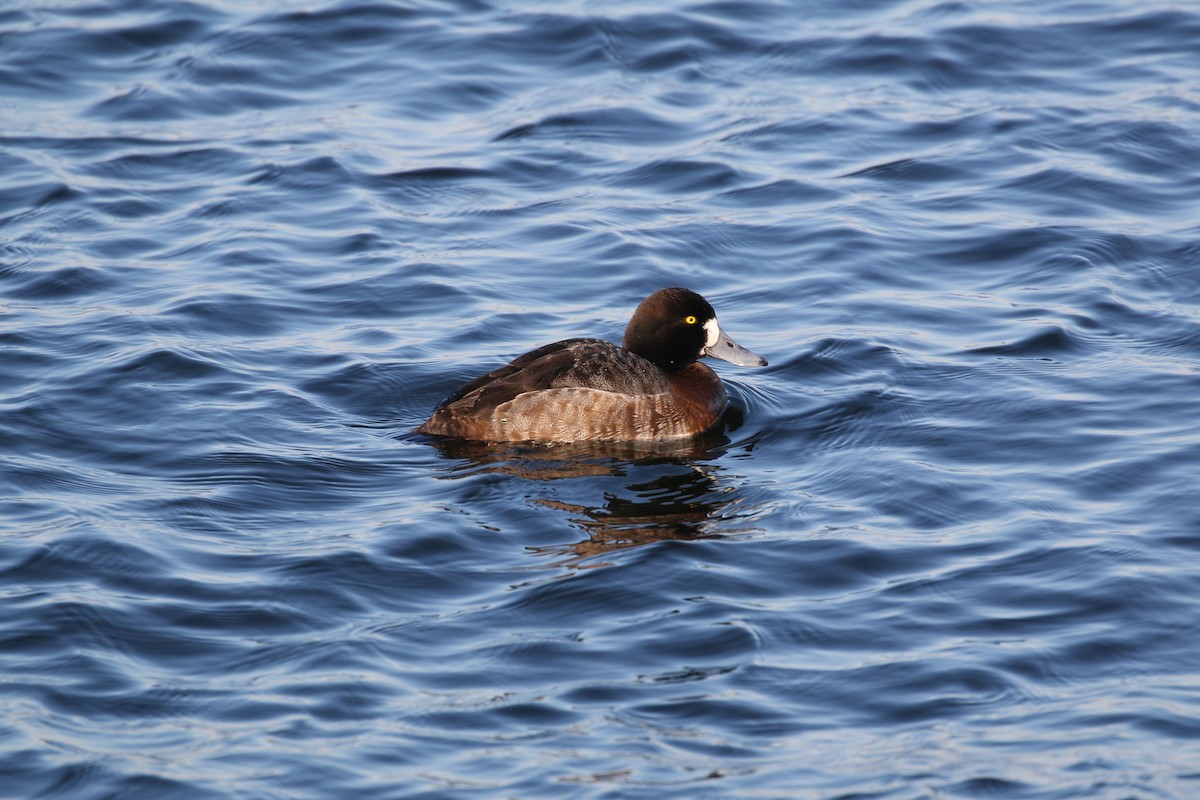 Greater Scaup - Jim Miles