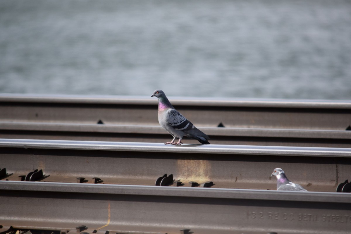 Rock Pigeon (Feral Pigeon) - ML147830861