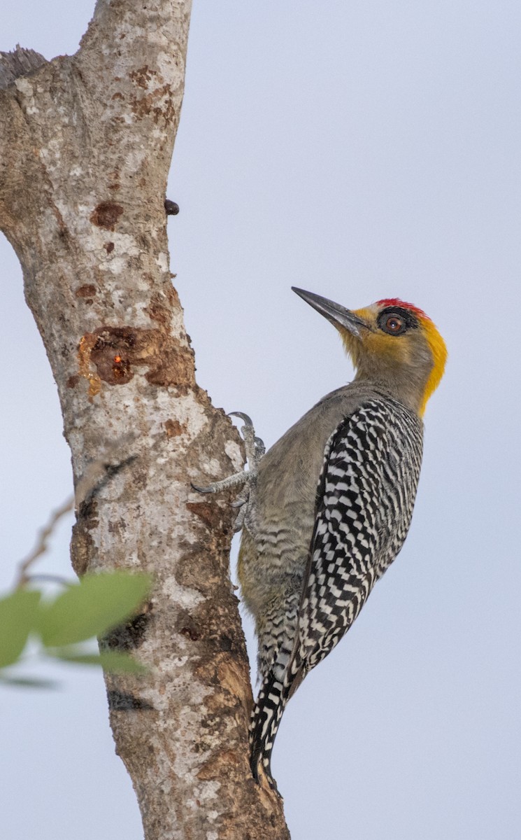 Golden-cheeked Woodpecker - ML147831901