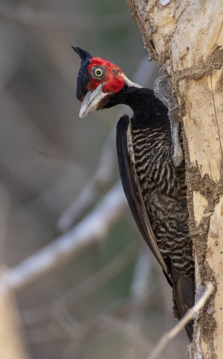 Pale-billed Woodpecker - ML147832051