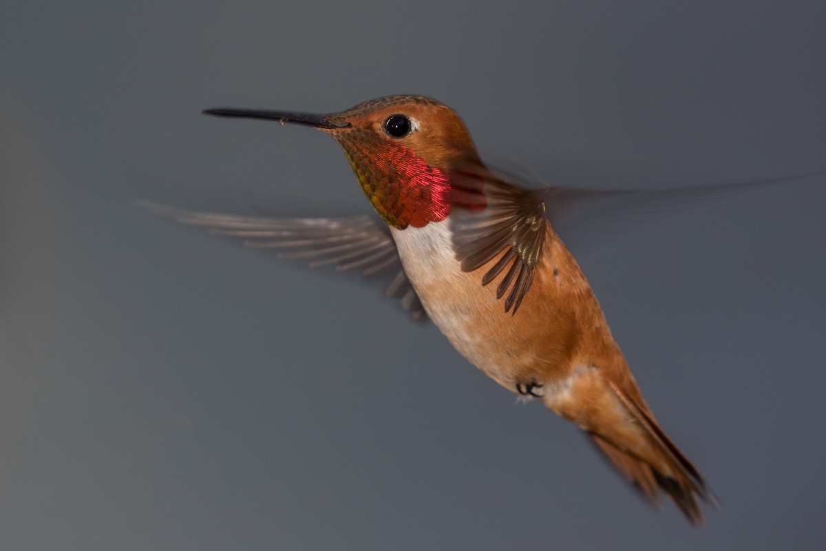 Rufous Hummingbird - ML147834801
