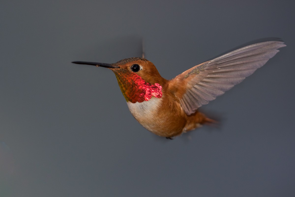 Rufous Hummingbird - ML147834891