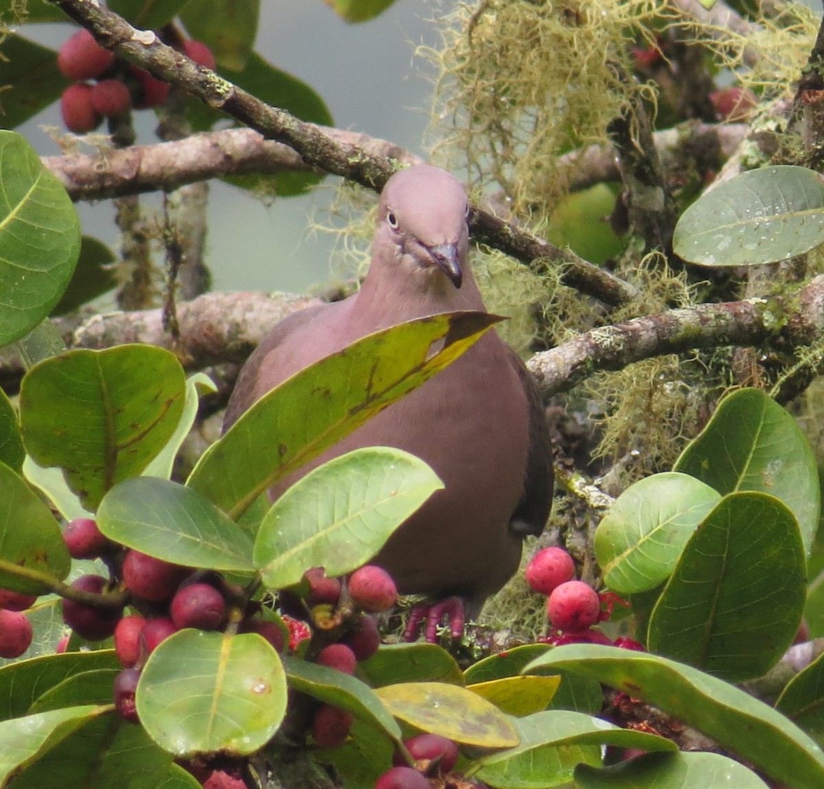 Plumbeous Pigeon - Arnulfo Sanchez  ( Neblina Birds Colombia  )