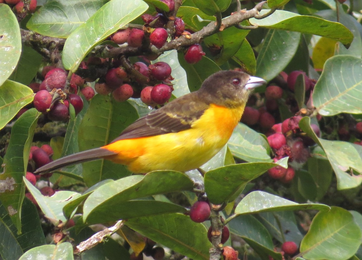 Flame-rumped Tanager - ML147836911