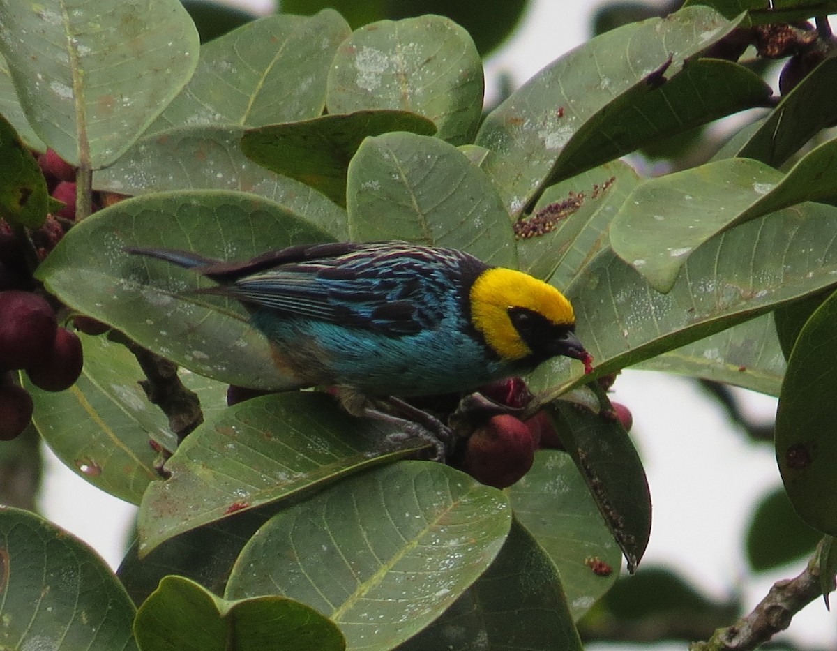 Saffron-crowned Tanager - ML147837121