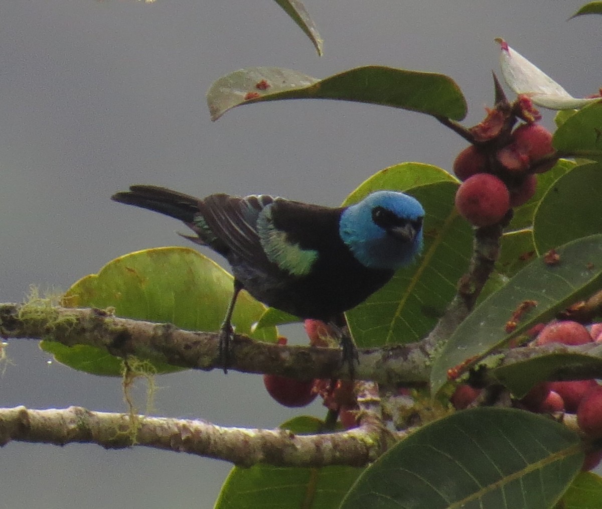 Blue-necked Tanager - ML147837201