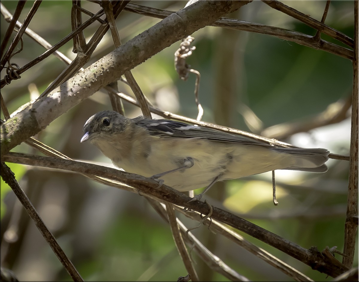 Bay-breasted Warbler - ML147837591