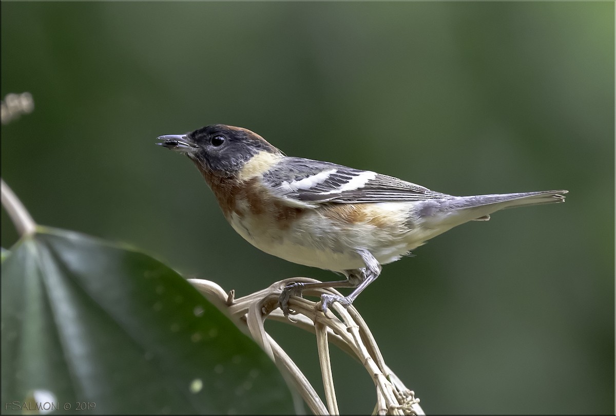 Bay-breasted Warbler - ML147837611
