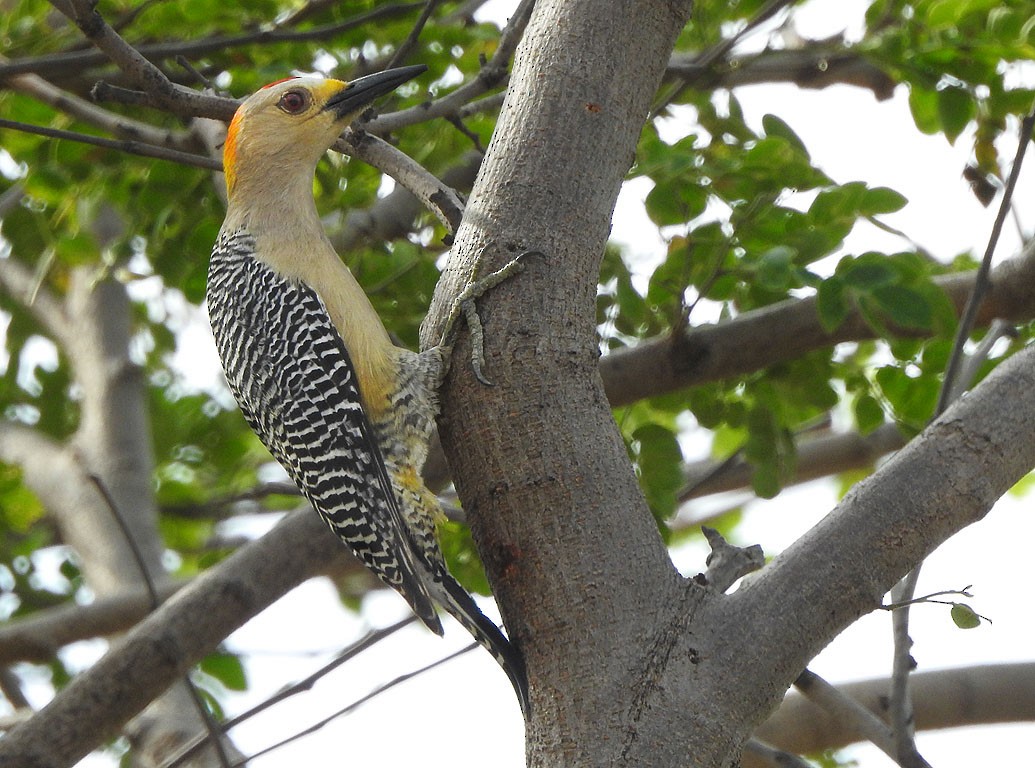 Golden-fronted Woodpecker - Ad Konings