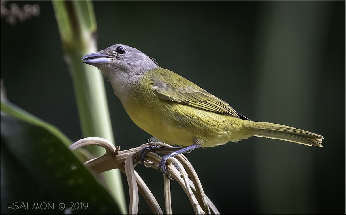 White-shouldered Tanager - ML147837821