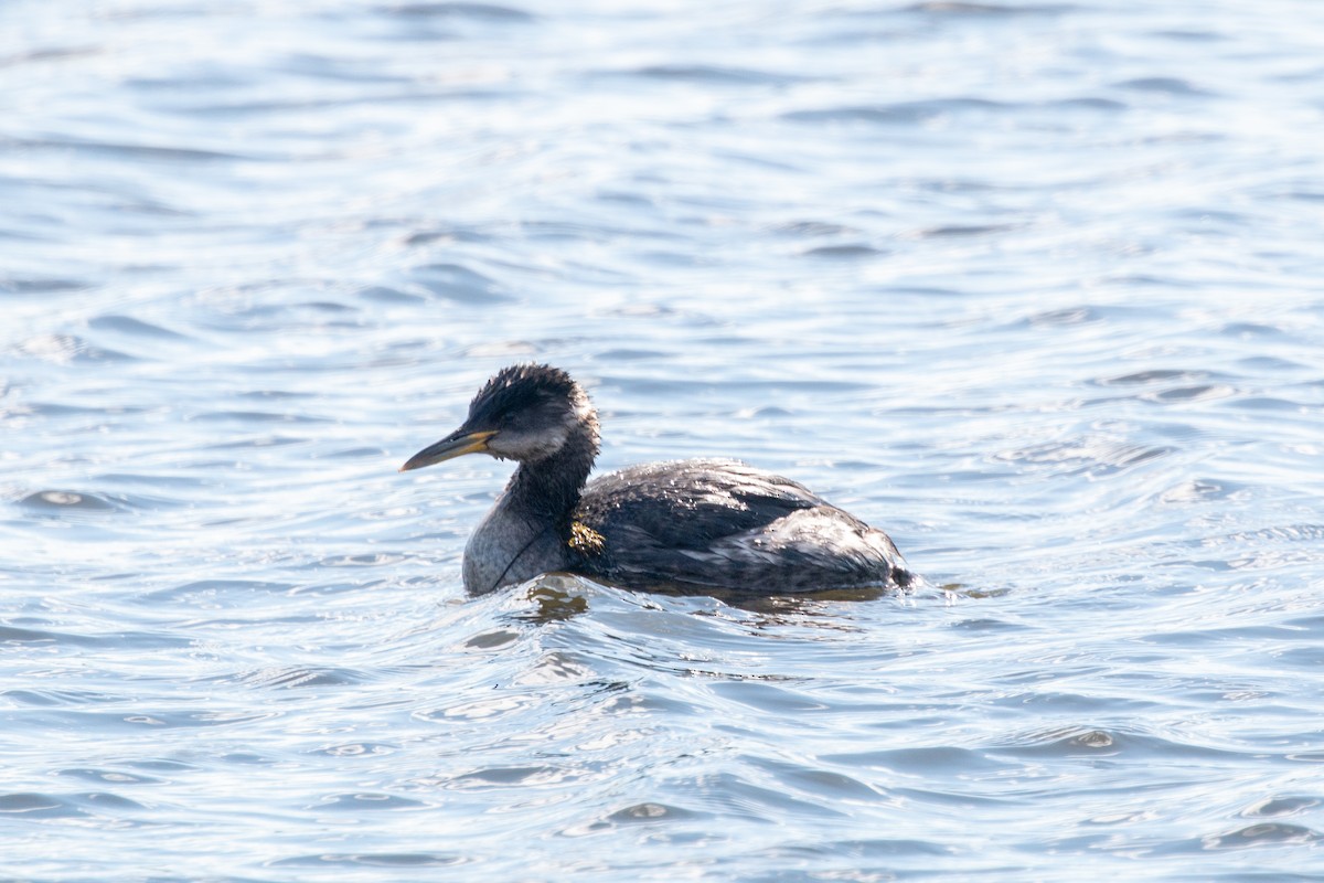 Red-necked Grebe - ML147843791