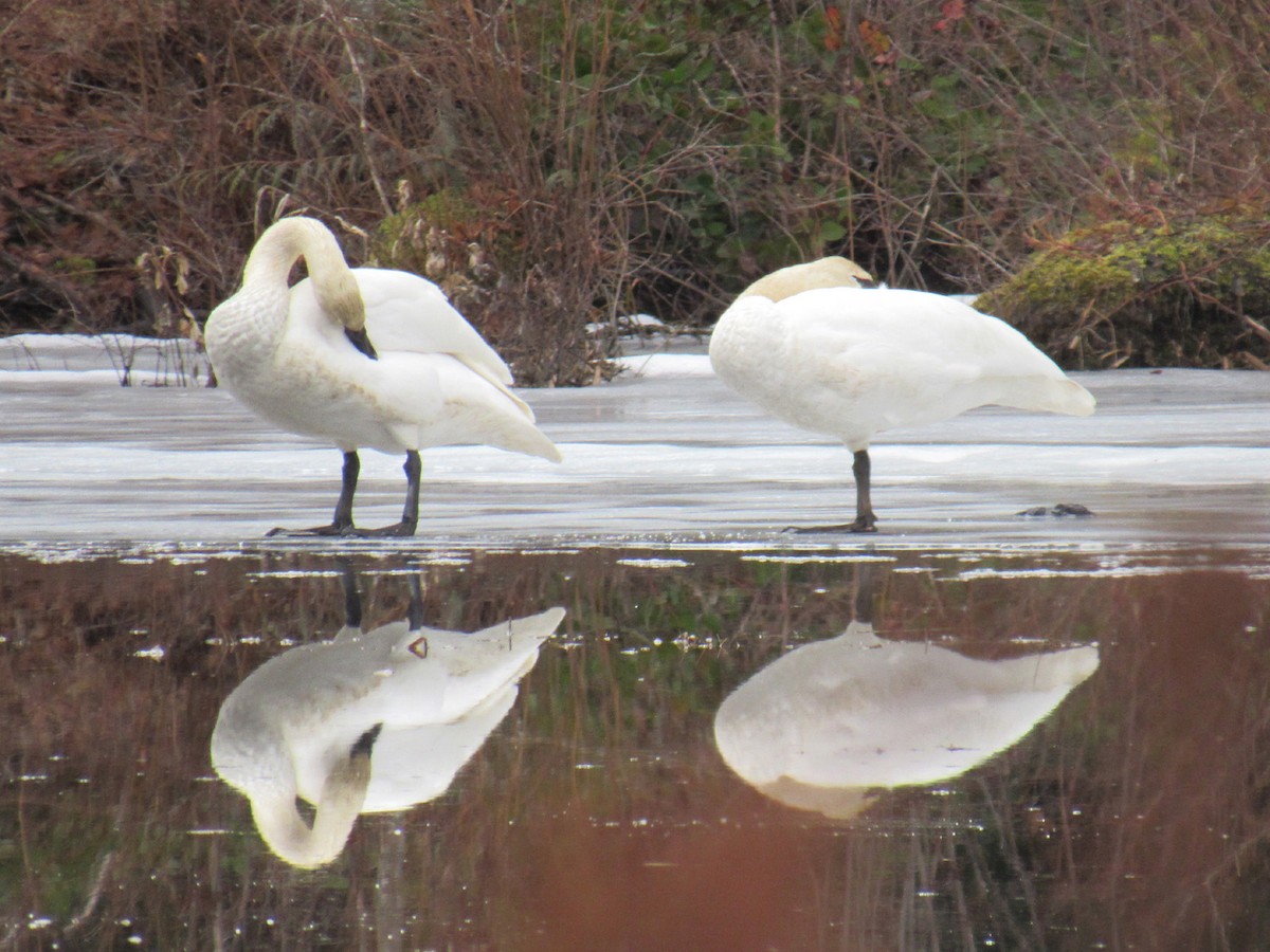 Ebird Checklist Mar Cumberland Marsh Species