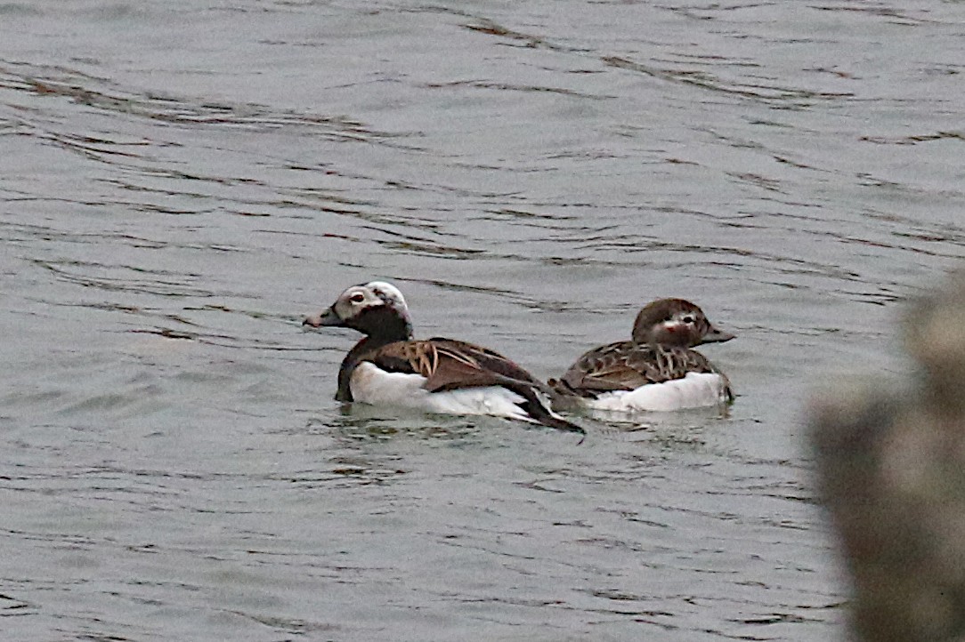 Long-tailed Duck - Leith Woodall