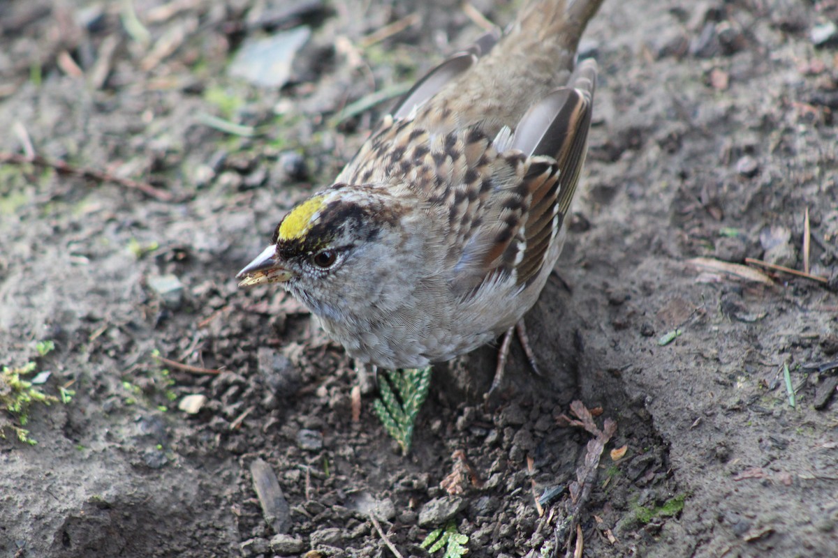 Golden-crowned Sparrow - ML147848381