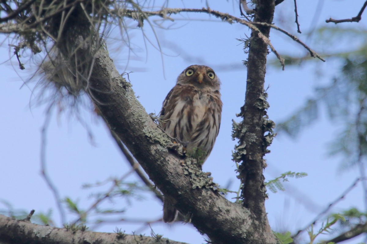 Peruvian Pygmy-Owl - Gil Ewing
