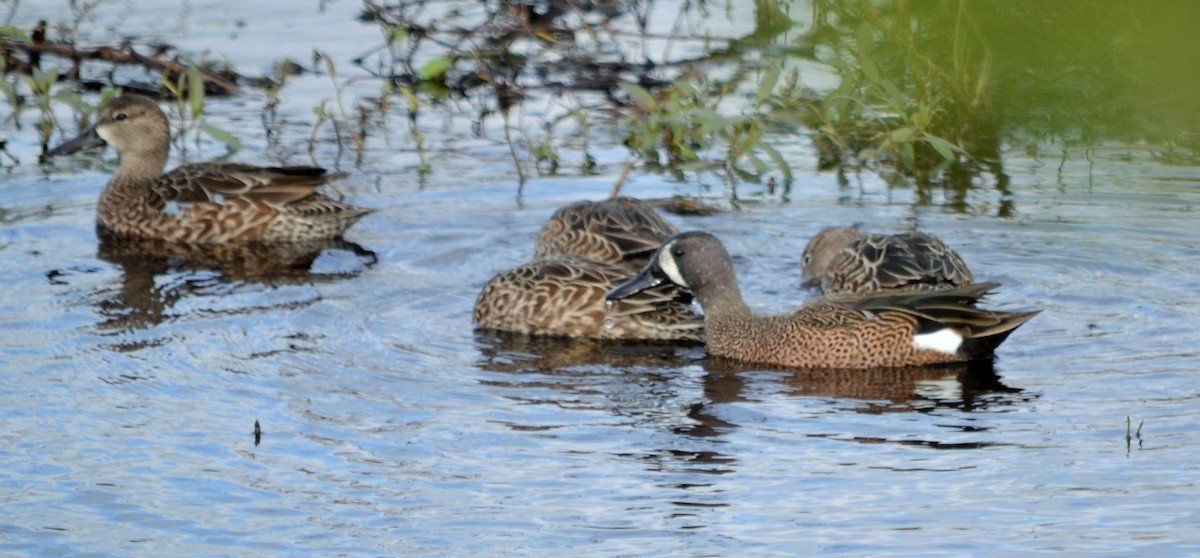 Blue-winged Teal - ML147852851