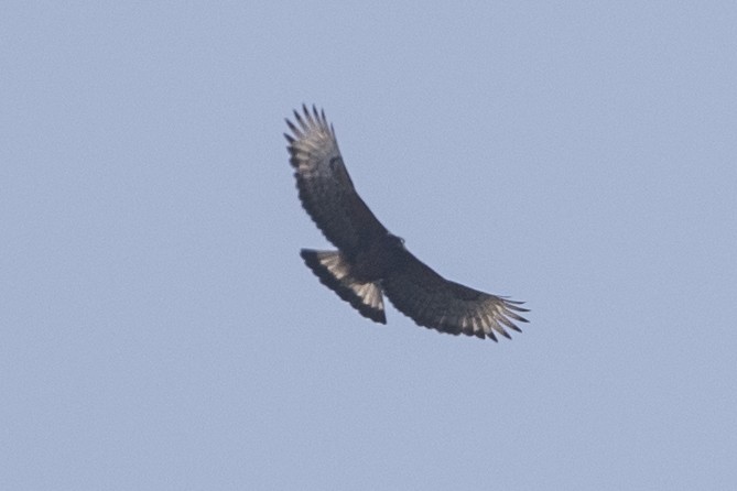 Black-and-chestnut Eagle - ML147853401