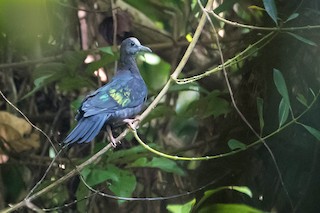 New Guinea Bronzewing, ML147854011