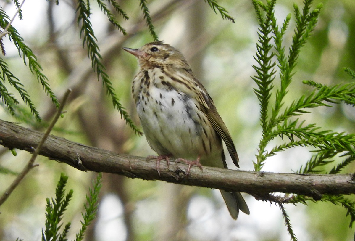 Olive-backed Pipit - ML147857031