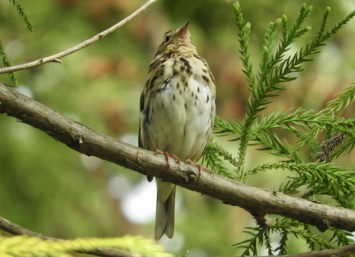 Olive-backed Pipit - ML147857041