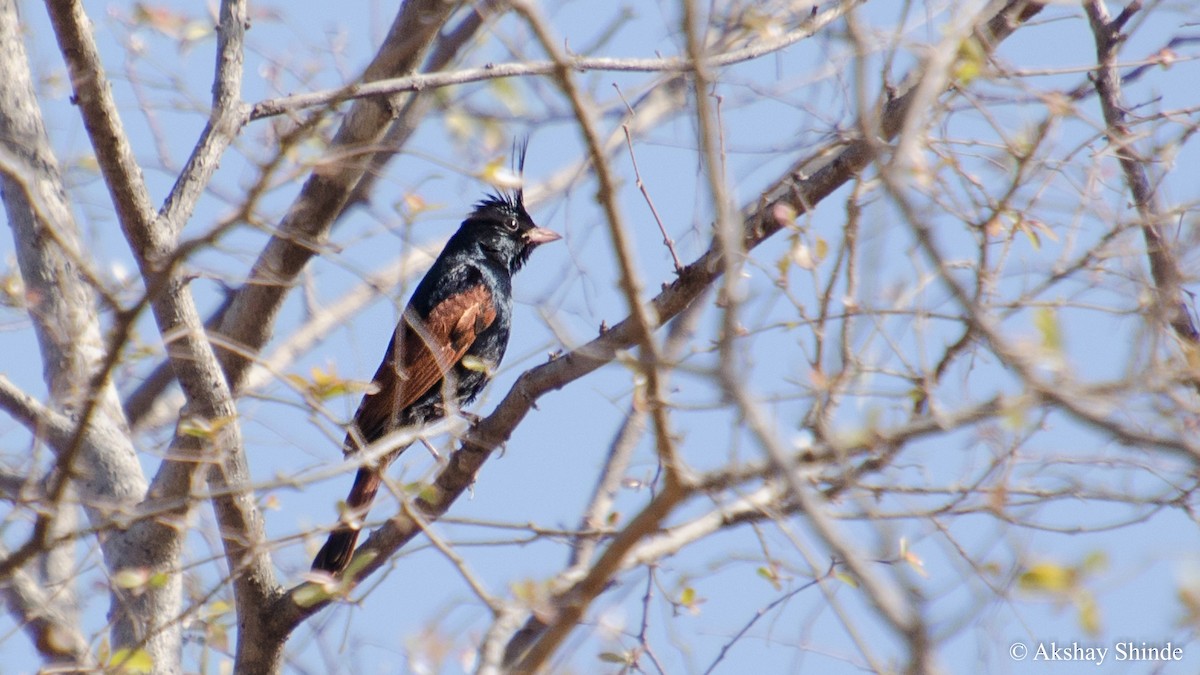 Crested Bunting - ML147857151