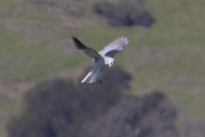 White-tailed Kite - Lindy Fung