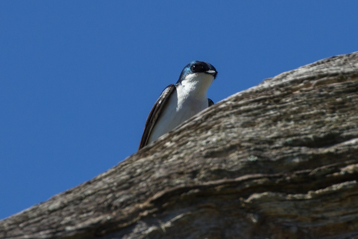 Tree Swallow - Lindy Fung