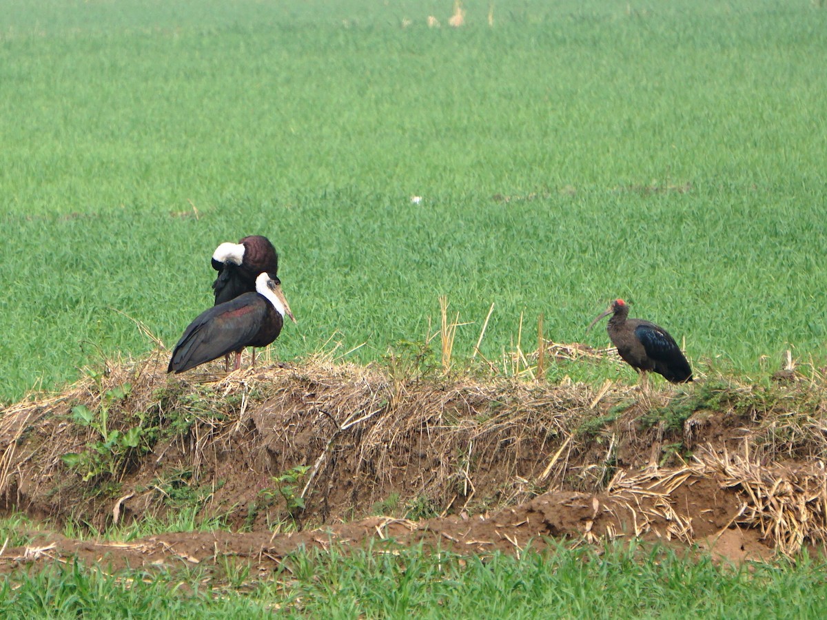 Asian Woolly-necked Stork - Sukhwant S Raj
