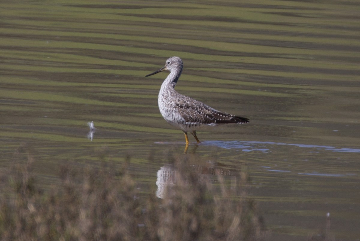 Greater Yellowlegs - Lindy Fung