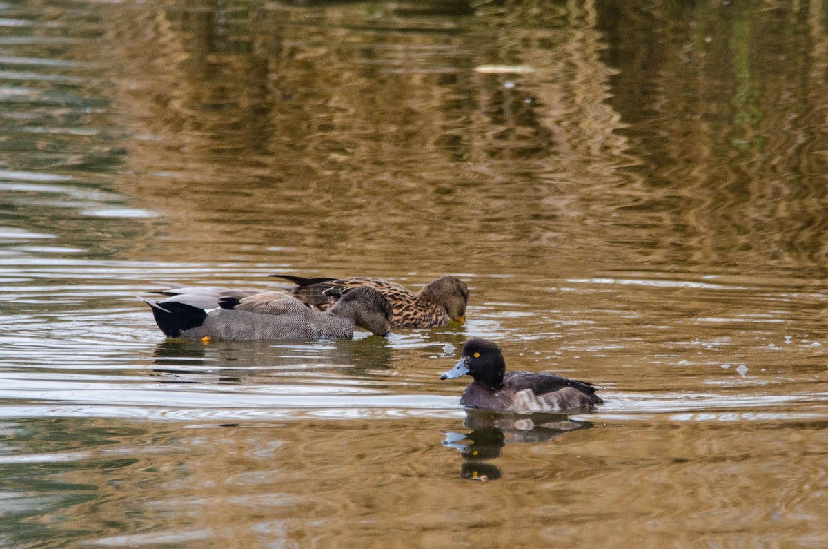 Tufted Duck - ML147858631