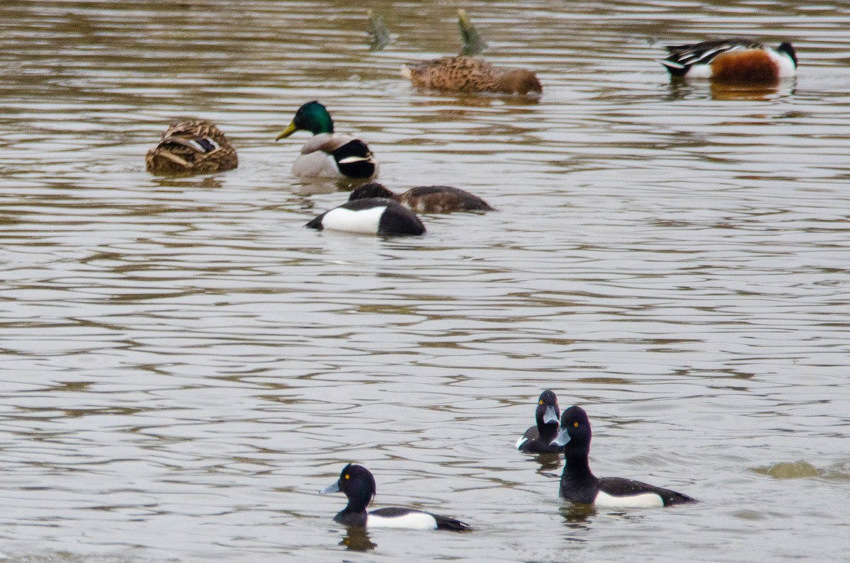 Tufted Duck - ML147858641