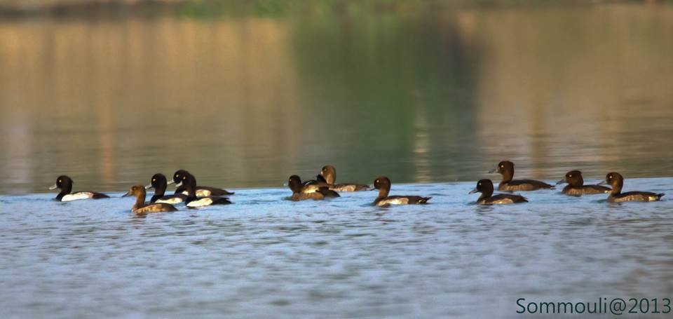 Tufted Duck - ML147858661
