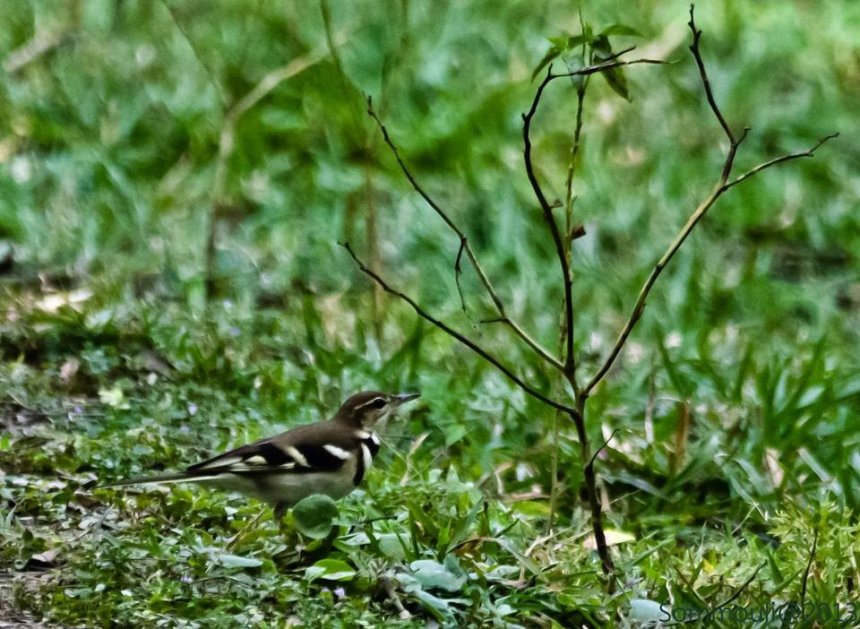 Forest Wagtail - ML147858711