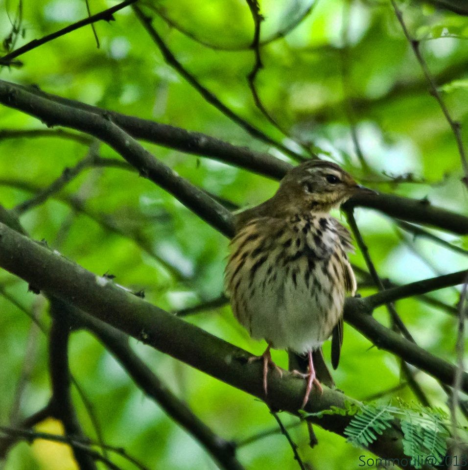 Olive-backed Pipit - ML147858771