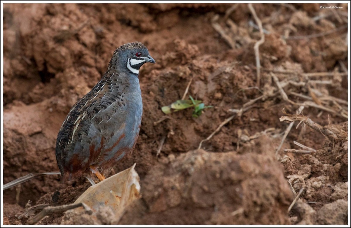 Blue-breasted Quail - Arnold Goveas