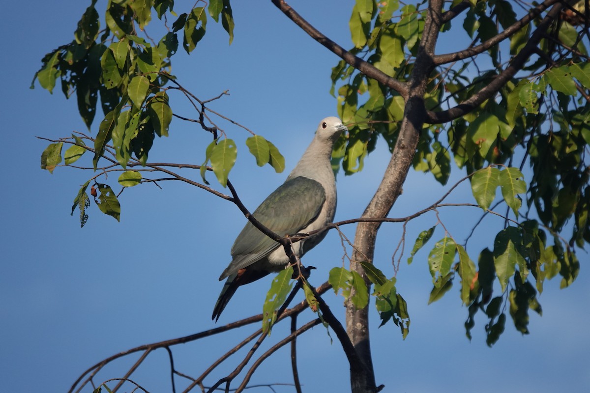 Green Imperial-Pigeon - Ramesh T