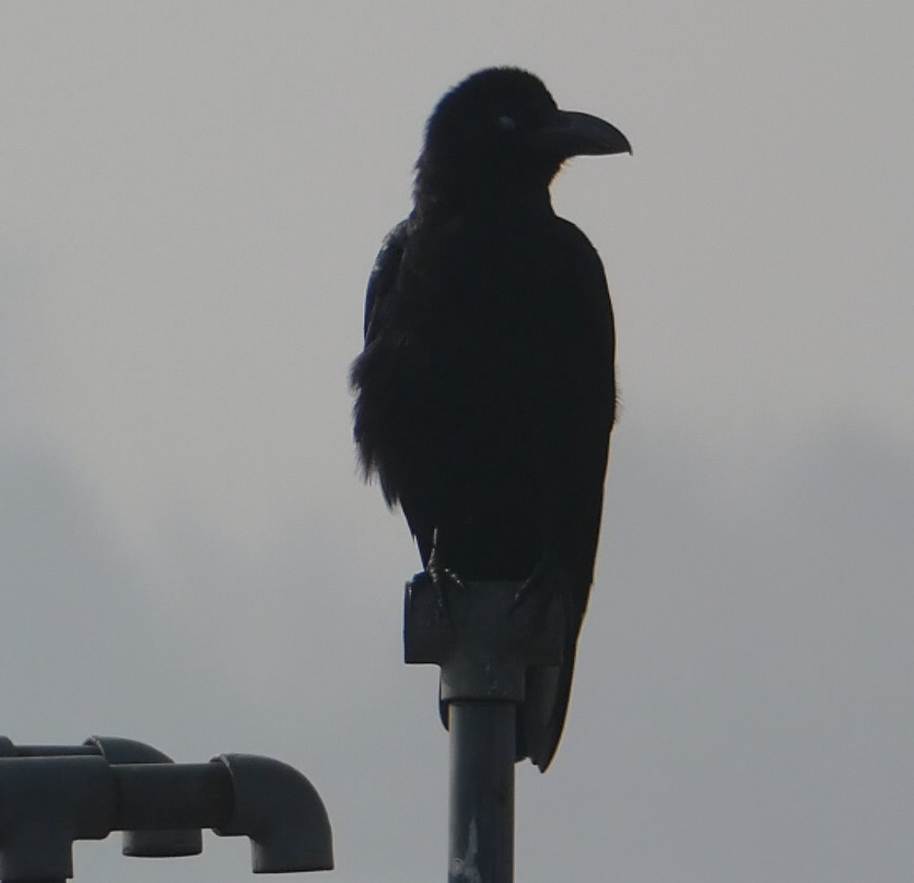 Large-billed Crow - ML147861291