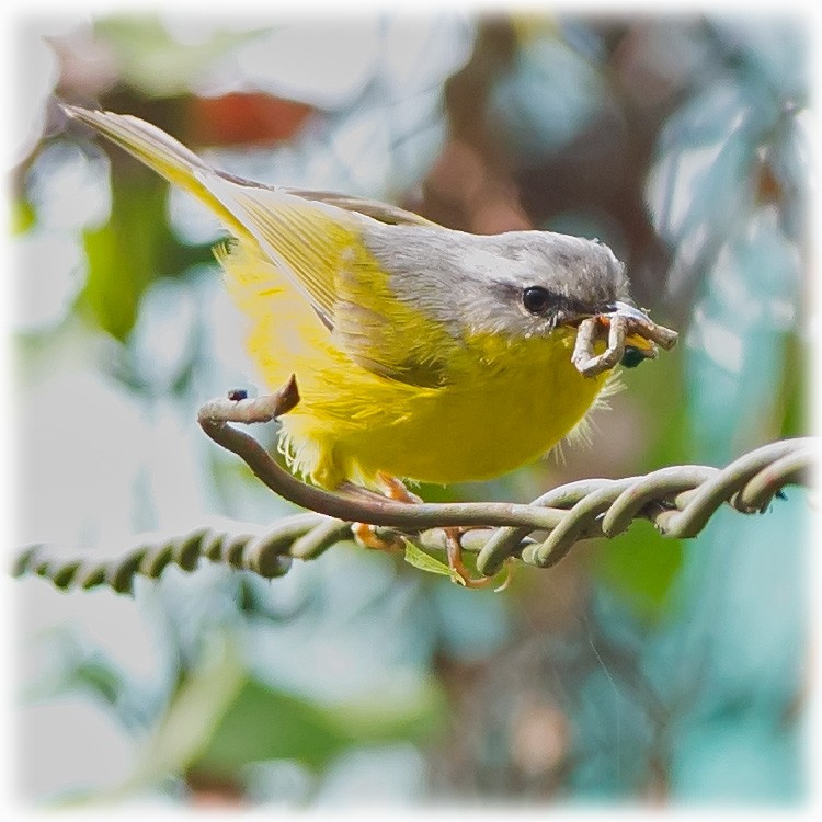Gray-hooded Warbler - www.aladdin .st