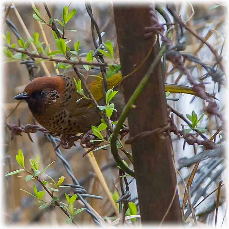 Chestnut-crowned Laughingthrush - ML147862451