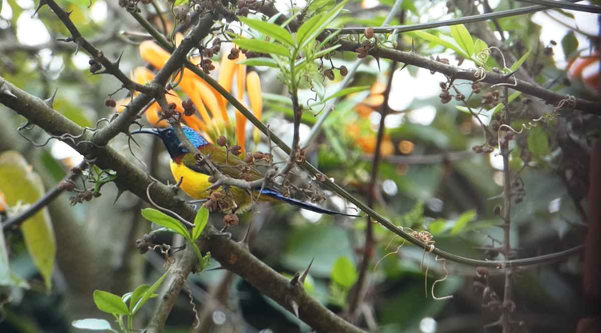 Green-tailed Sunbird - ML147862811