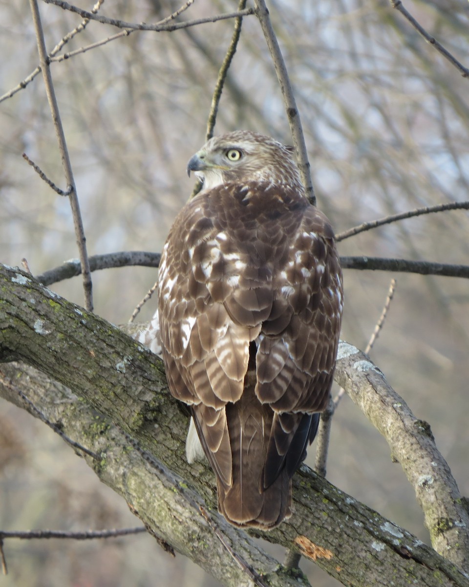 Red-tailed Hawk - Tristan Lowery