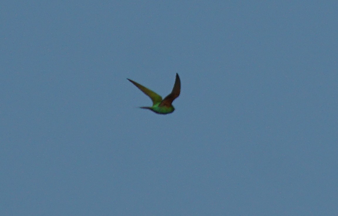 Blue-cheeked Bee-eater - ML147866741