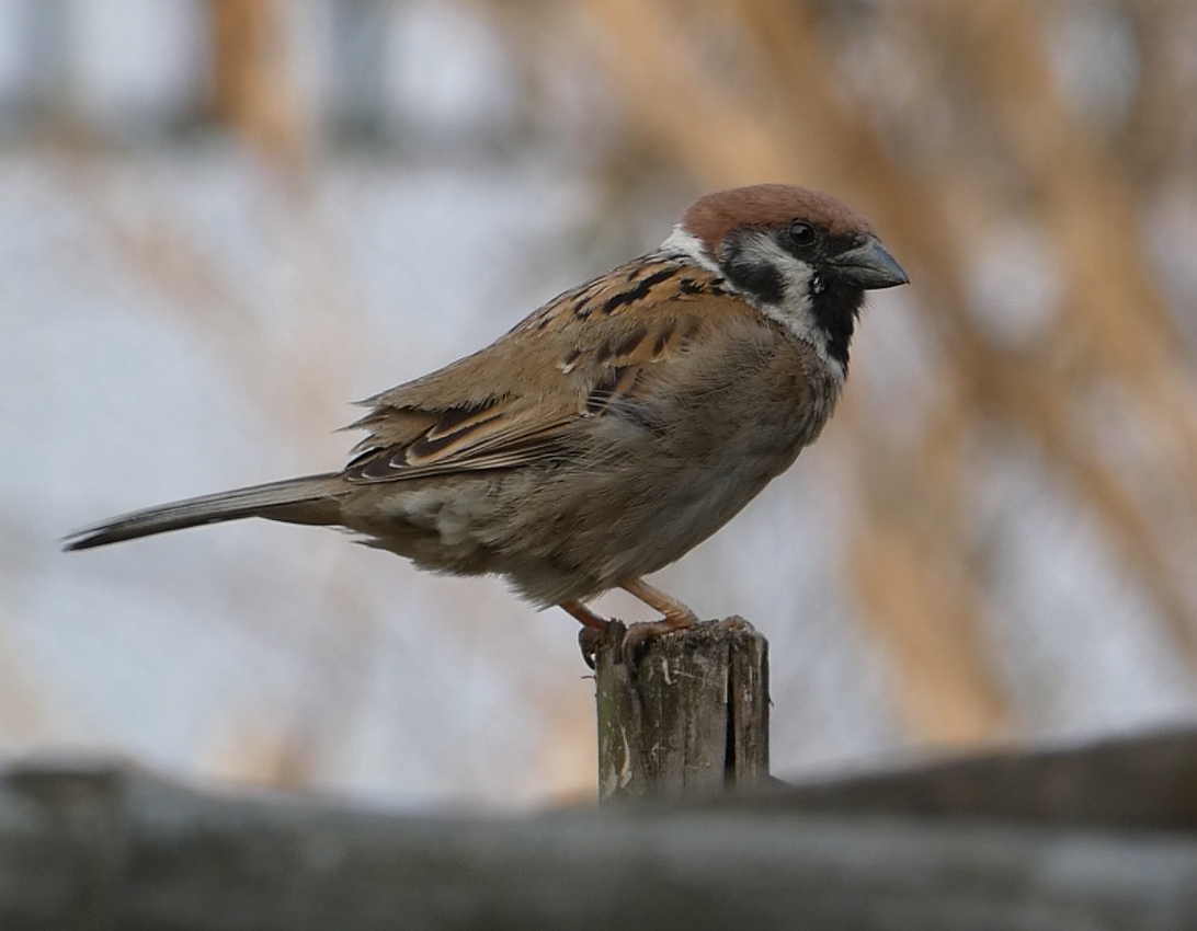 Eurasian Tree Sparrow - ML147868311