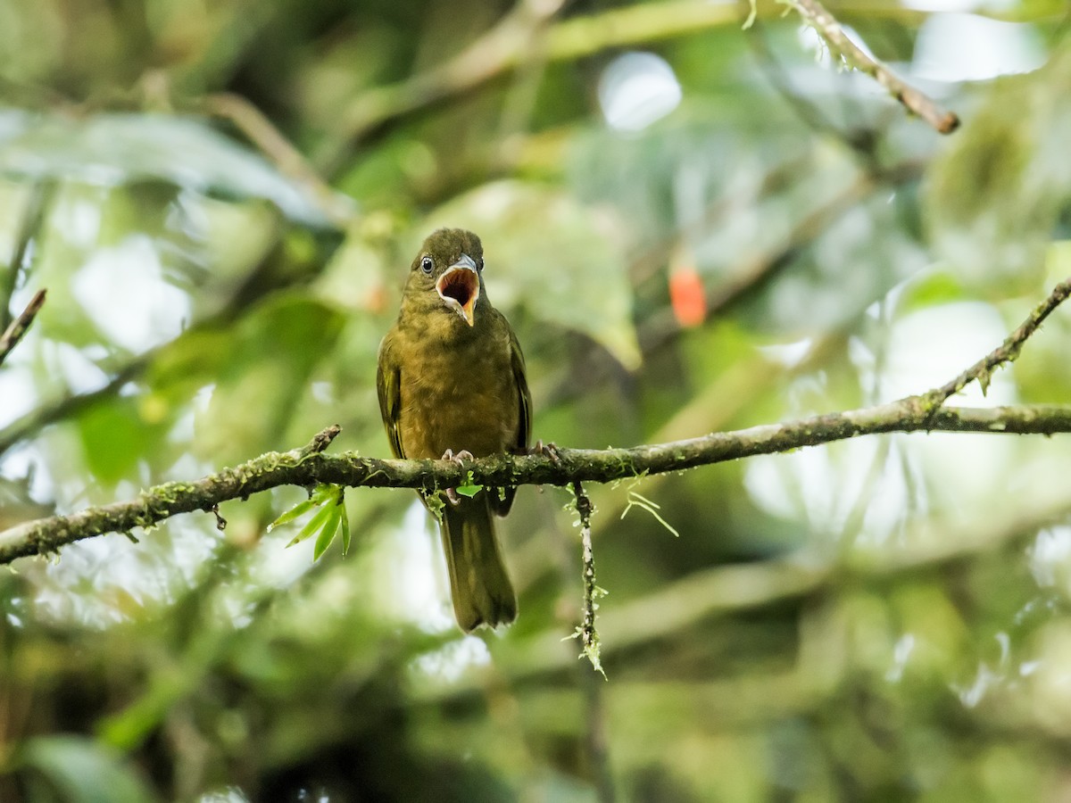 Ochre-breasted Tanager - ML147869211